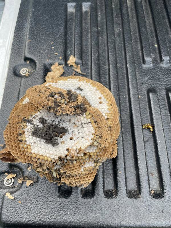 Sections of a wasp nest with honeycomb structure on a truck bed after removal by Bye Bye Pest Solutions in Hanover, PA.