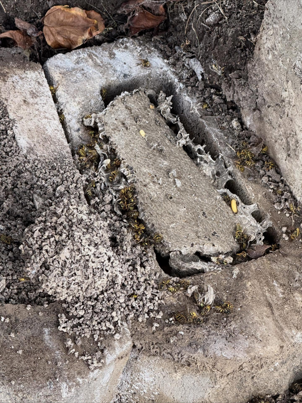 A wasp nest with many wasps visible under a concrete slab, indicating a pest infestation addressed by BAM Pest Control in Sandy, UT.
