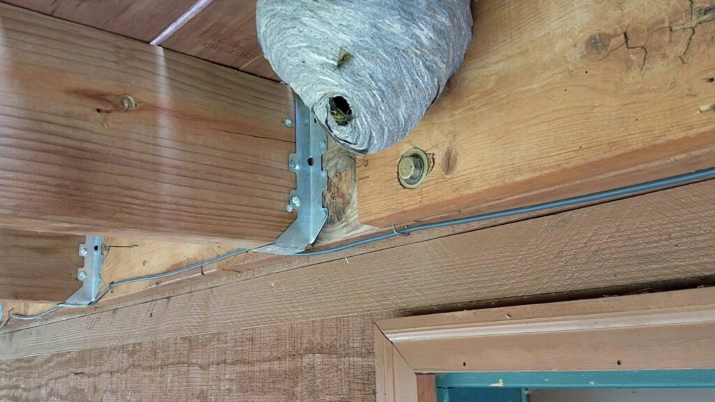 A large wasp nest built under a wooden deck beam, indicating a pest control job by Front Range Pest Control of Ft. Collins Inc. in Fort Collins, CO.