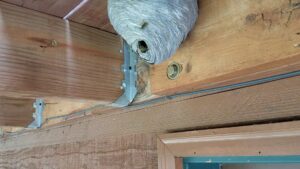 A large wasp nest built under a wooden deck beam, indicating a pest control job by Front Range Pest Control of Ft. Collins Inc. in Fort Collins, CO.