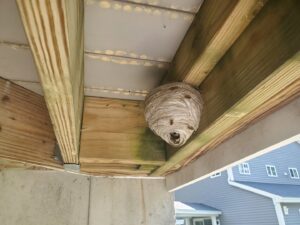 A wasp nest hanging underneath a residential deck, ready for removal by Milltown Pest Control LLC in Derry, NH.