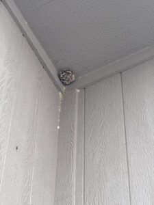 A wasp nest found under the eave of a house, indicating a pest control need for Upfront Pest in North Kansas City, MO.