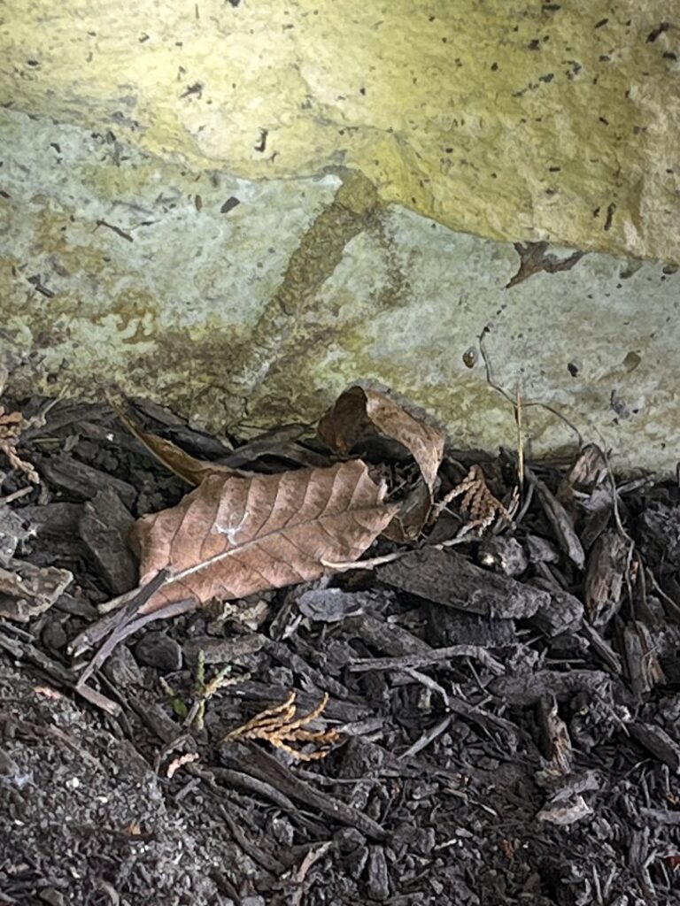 A wasp nest located under the eaves of a house, handled by Complete Termite & Pest Control in Mason, OH.