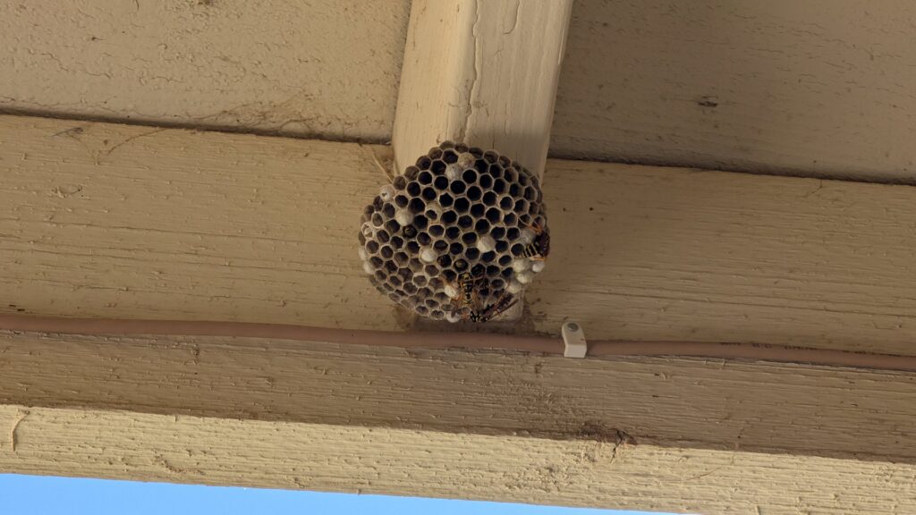 A wasp nest with wasps visible under a wooden beam, indicating a pest problem for Natrix Pest Control in Bakersfield, CA.