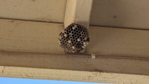 A wasp nest with wasps visible under a wooden beam, indicating a pest problem for Natrix Pest Control in Bakersfield, CA.