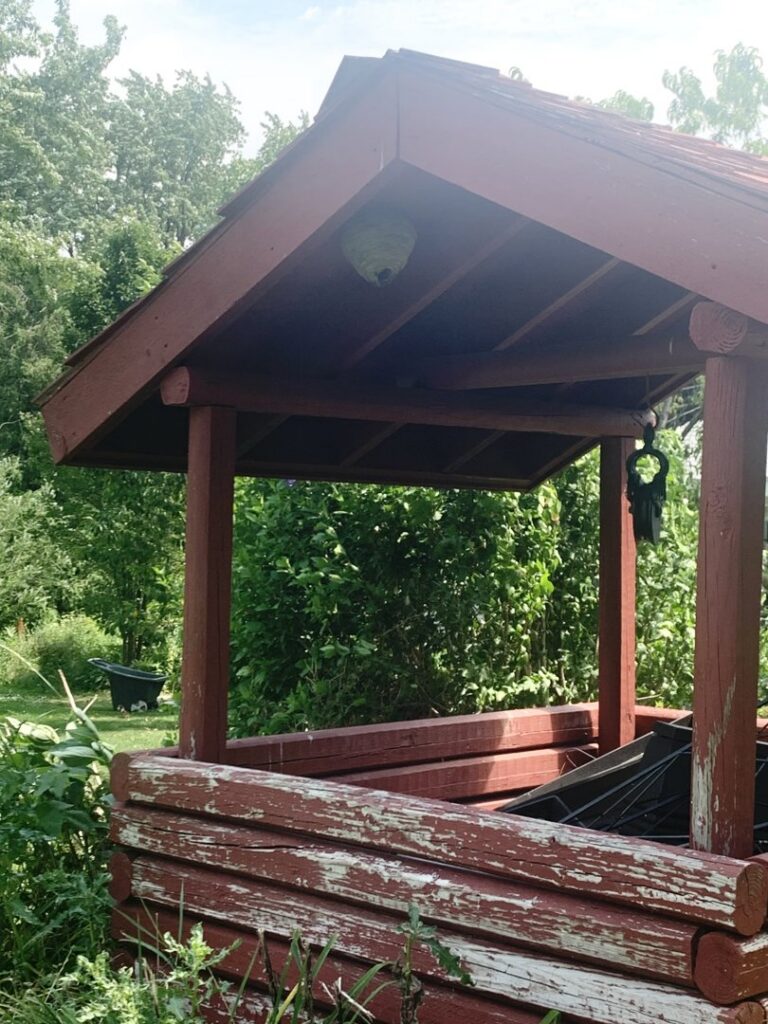 A wasp nest visible under the roof of a wooden gazebo, indicating a need for pest control services from All Pest of Syracuse in East Syracuse, NY.