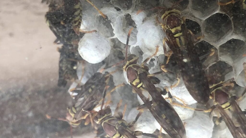 A close-up view of a wasp nest teeming with wasps, indicating a pest control need addressed by Eco-Safe Pest Control in Dallas, TX