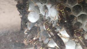 A close-up view of a wasp nest teeming with wasps, indicating a pest control need addressed by Eco-Safe Pest Control in Dallas, TX