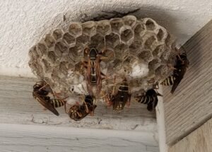 A large wasp nest with several wasps visible, attached to the exterior of a house, indicating a pest problem in Wayzata, MN.