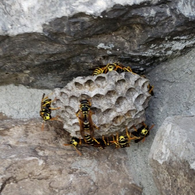 A wasp nest with several wasps actively on it, attached to a rock, handled by Wilkinson Pest Control in Nampa, ID.