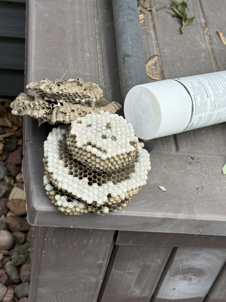 Several removed wasp nests next to a pest control spray can, showing successful pest removal by 1st Choice Pest Solutions in Eau Claire, WI.