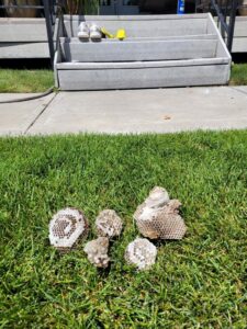 Several wasp nests removed and placed on the grass by Saela Pest Control in Hubbard, OR.