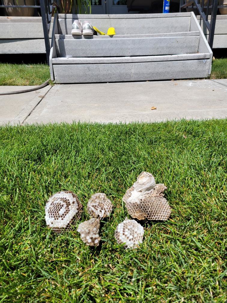 Several wasp nests removed and placed on the grass by Saela Pest Control in Hubbard, OR.
