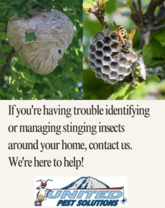 Wasp nests on a tree, showing a common pest issue addressed by United Pest Solutions for stinging insect control in Kenmore, WA.