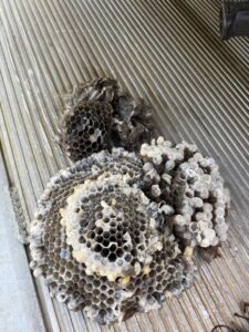 Discarded wasp nests and animal nesting material, evidence of wildlife and pest removal by Pest One in Bozeman, MT.