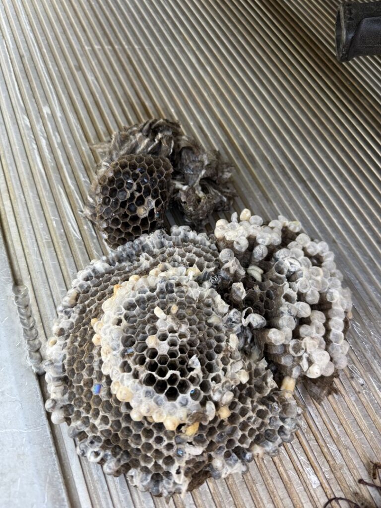 Discarded wasp nests and animal nesting material, evidence of wildlife and pest removal by Pest One in Bozeman, MT.