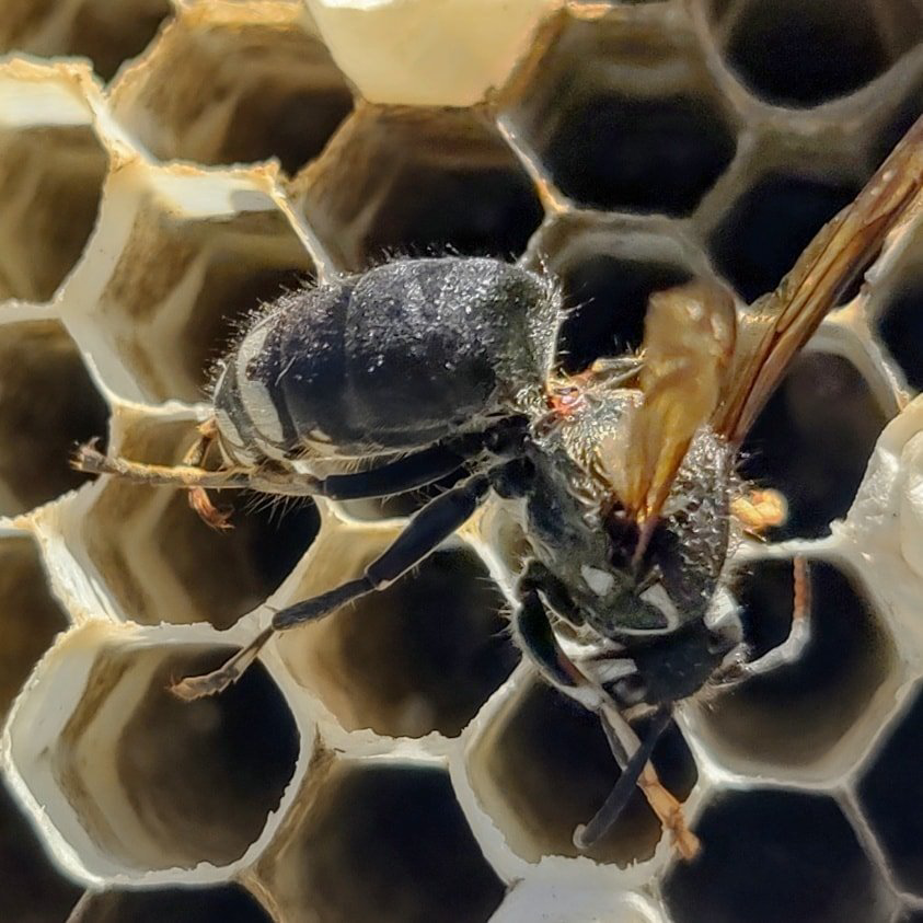 A close-up view of a wasp on a honeycomb nest, indicating a pest control service by Allen Pest Control in Coeur d'Alene, ID