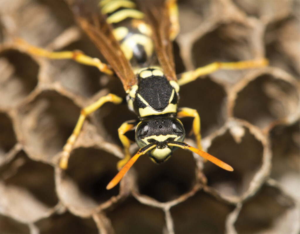 A close-up of a wasp on a honeycomb, showing pest control services by Bohmz Pest Services in Janesville, WI.