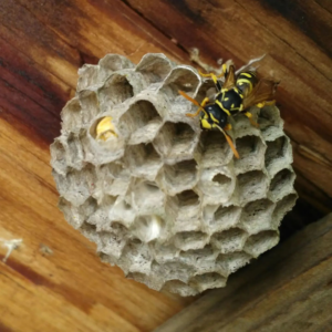 A close-up of a yellow jacket wasp on its small paper nest, showing a common pest problem for Runnin'Bugz Lawn Care and Pest Solutions in Syracuse, NY.