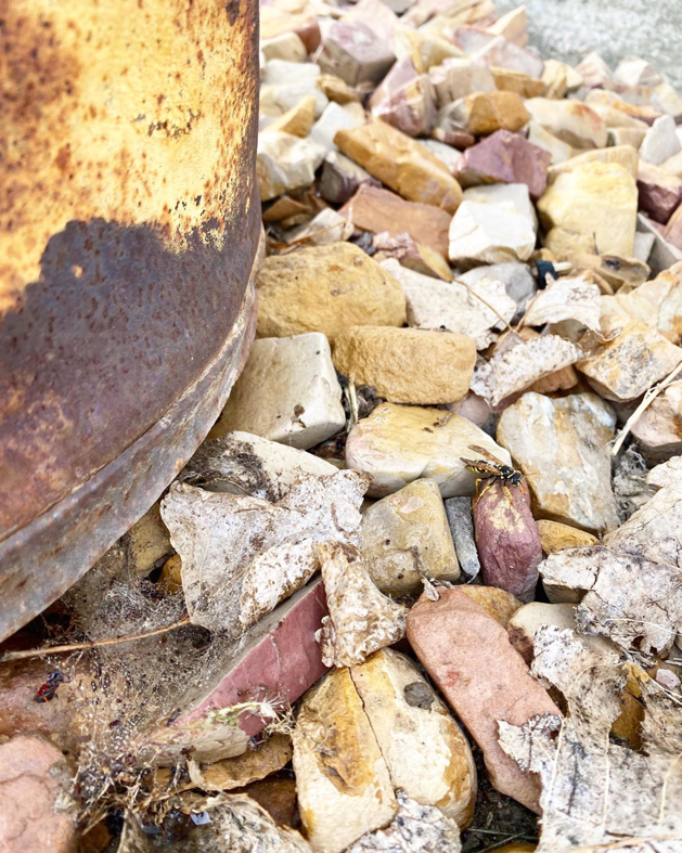 A wasp resting on rocks near a rusty object, indicating a pest control issue for Nature Shield Pest & Lawn in Meridian, ID.