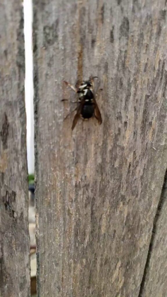A close-up of a wasp on a wooden surface, a common pest handled by Dominion Pest Control LLC in Lancaster, PA.
