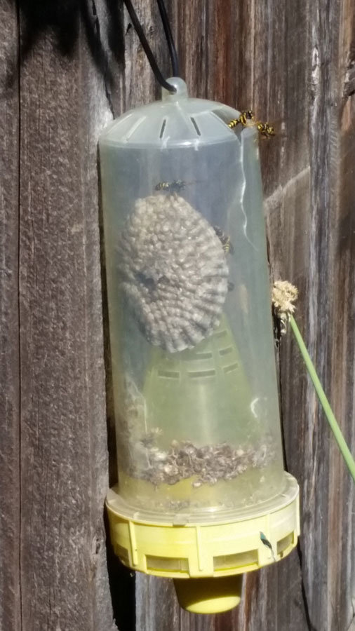 A clear plastic wasp trap hanging outdoors, containing several wasps, demonstrating pest control efforts by Front Range Pest Control of Ft. Collins Inc. in Fort Collins, CO.