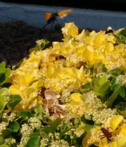 Wasps and beetles infesting yellow flowers, a common pest issue addressed by AAA Pest Control in El Paso, TX