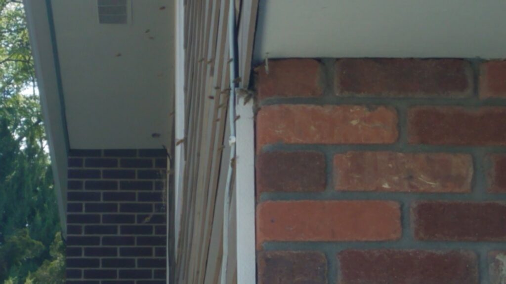 Wasps or yellow jackets actively entering a gap in a building's siding, showing a pest infestation requiring service from Front Range Pest Control of Ft. Collins Inc. in Fort Collins, CO.
