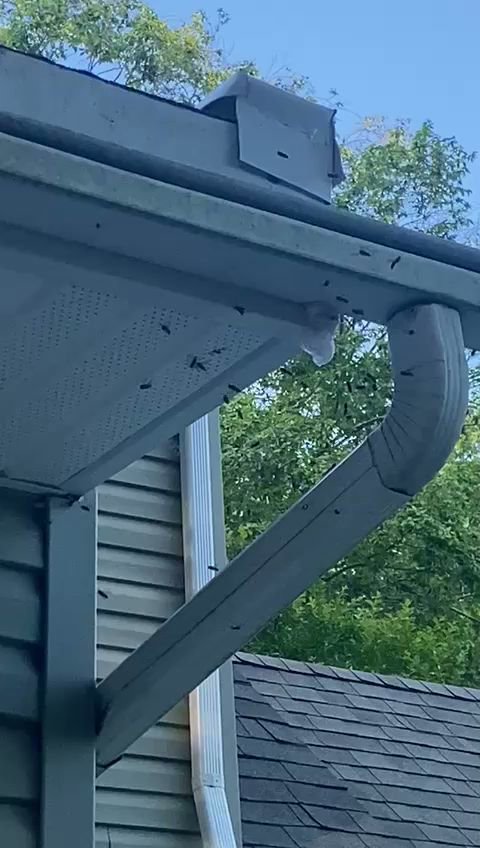 Wasps or hornets flying around a nest under a house gutter, showing a pest control situation for Pros In Control Pest Services in Jersey City, NJ.