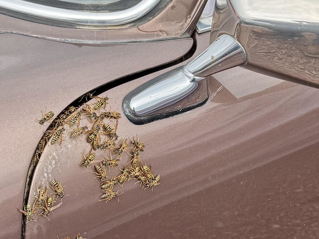 Numerous wasps gathered on the exterior of a car near the side mirror, indicating a pest infestation addressed by DTG Pest Control in North Aurora, IL.