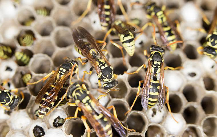 A close-up view of wasps on a honeycomb nest, indicating a pest issue for Pest Control Consultants in Sycamore, IL.