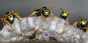 Close-up of wasps on a nest, representing pest control services by IPM Services Inc. in Louisville, KY