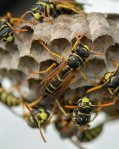 Several wasps crawling on their paper nest, a common pest problem handled by Pine State Pest Solutions in Auburn, ME.