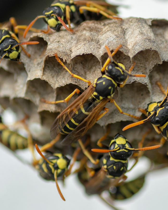 Several wasps crawling on their paper nest, a common pest problem handled by Pine State Pest Solutions in Auburn, ME.