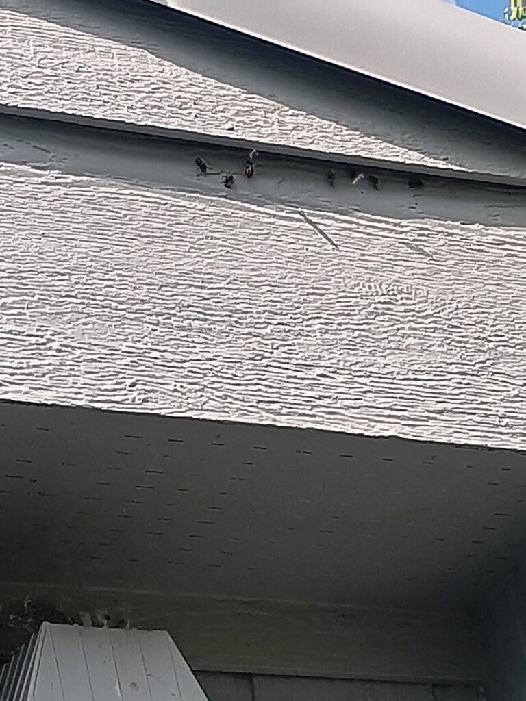Wasps or hornets nesting under the eaves of a house, a pest problem handled by Pest One in Bozeman, MT.