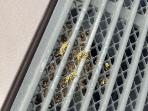 A cluster of wasps or yellow jackets visible under a metal grate, indicating a pest control issue in North Aurora, IL by DTG Pest Control.
