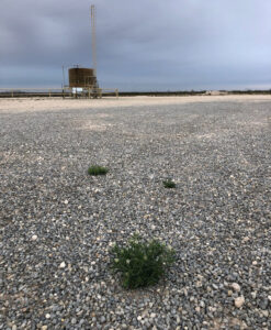 Weed growth in a gravel area, indicating a need for weed control services from Horizon Pest Control in Carlsbad, NM.