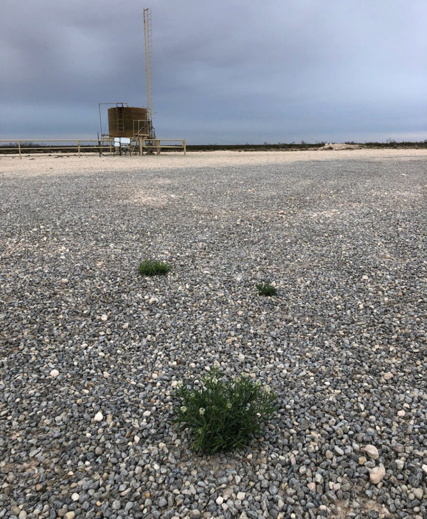 Weed growth in a gravel area, indicating a need for weed control services from Horizon Pest Control in Carlsbad, NM.
