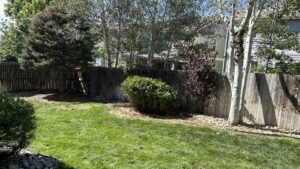 A lush, well-maintained backyard lawn with mature trees and a wooden fence by The Fisherman Landscaping LLC in Westminster, CO.