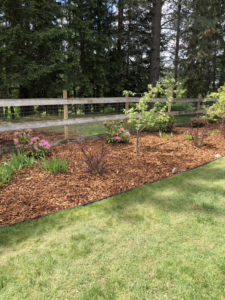 A beautifully mulched garden bed with small plants and a lush green lawn, showcasing the quality work of Cowboy Cutting LLC in Spokane, WA.