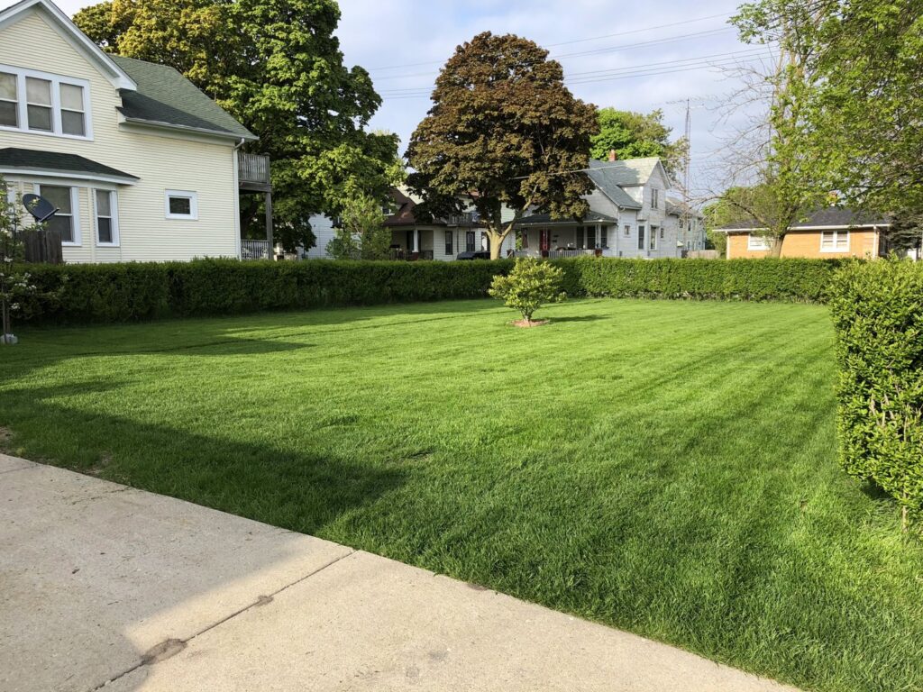A well-maintained lawn with a neatly trimmed hedge in the background by Fili's Lawn Care LLC in Kenosha, WI.