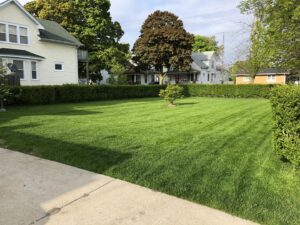 A well-maintained lawn with a neatly trimmed hedge in the background by Fili's Lawn Care LLC in Kenosha, WI.