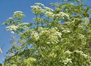 Close-up of white flowering weeds, a common target for vegetation management by A2Z Vegetation and Pest Management in Pocatello, ID
