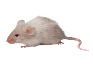 A small white mouse on a clean background, representing a common pest for Brownco Pest Control in Wilmington, DE.