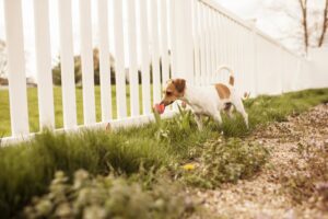 A classic white picket fence in a residential setting, installed by St. Charles Fence & Deck Company in Saint Peters, MO.