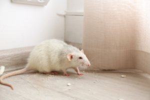 A white rat on a wooden floor near a wall, a common rodent pest problem for Mecaf Termite and Pest Control in Long Beach, CA