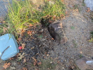 A potential wildlife burrow or entry point in the ground near a rock, indicating a pest control need for Insight Pest Solutions- Northwest in Federal Way, WA.