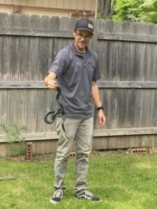 A wildlife control technician safely holding a black snake for removal by AmeriPest Solutions, LLC in Springfield, MO.