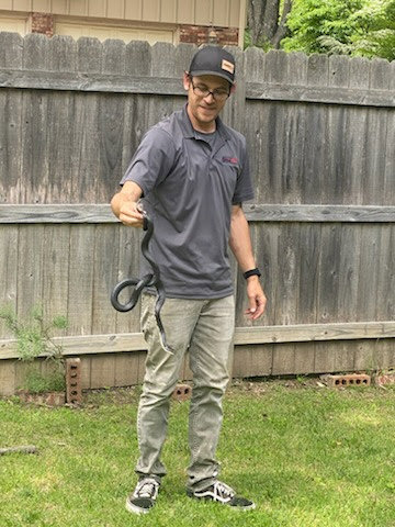 A wildlife control technician safely holding a black snake for removal by AmeriPest Solutions, LLC in Springfield, MO.
