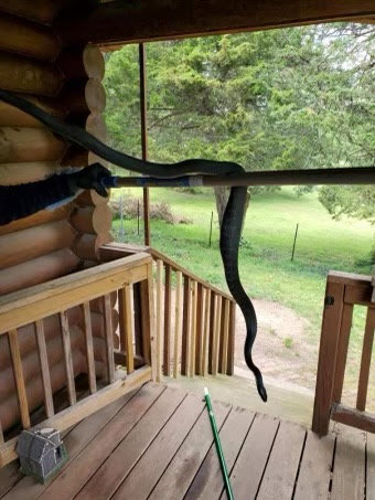 A wildlife control technician removing a long black snake from a porch railing for AmeriPest Solutions, LLC in Springfield, MO.